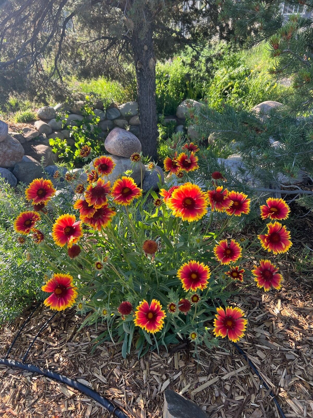 Red blanket flowers blooming in a pollinator garden installed in Durango, Colorado by LandEx Earthworks