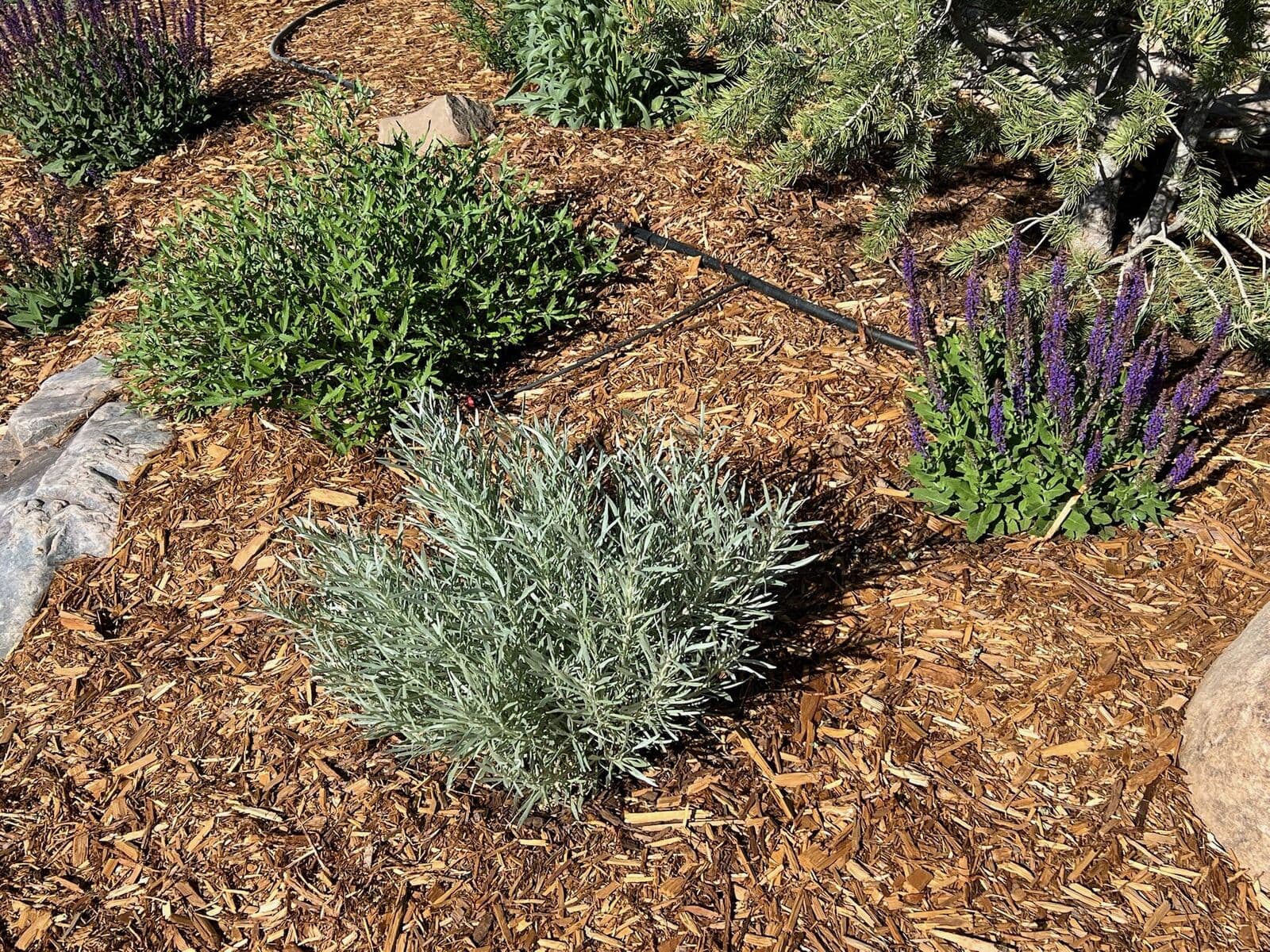 Drought tolerant planting bed with lavender, salvia, mulch, and boulders in Durango, Colorado