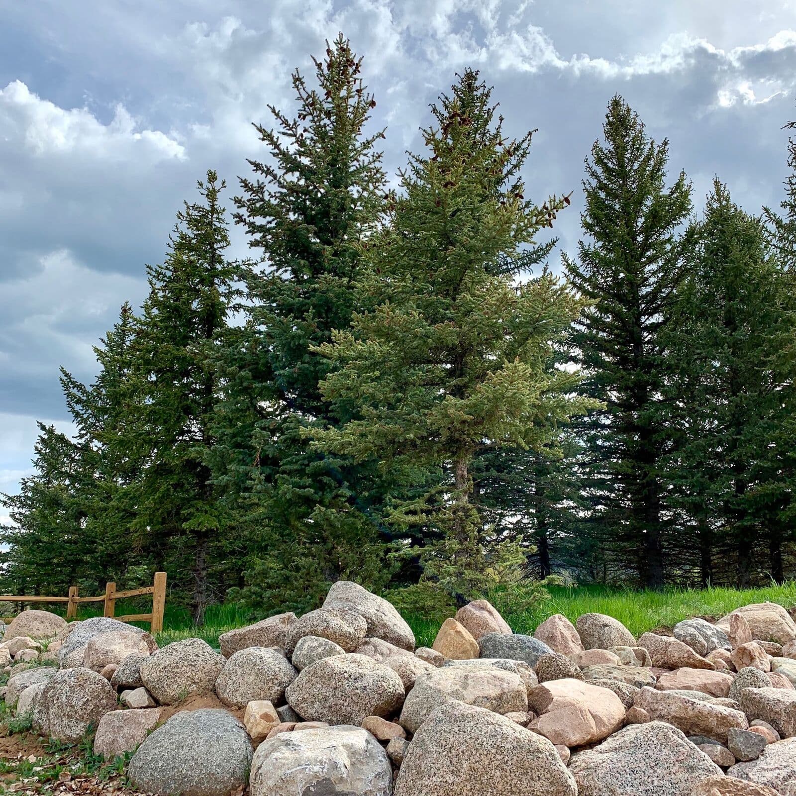 Granite boulder rock border beneath mature spruce trees with split rail fence on a Durango, Colorado property by LandEx Earthworks