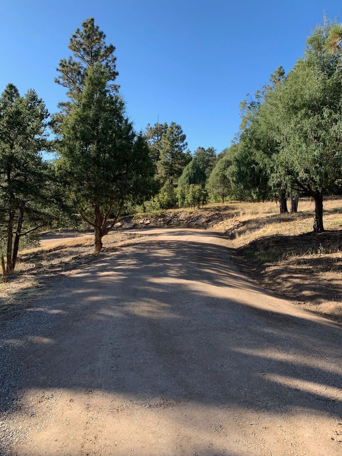 Gravel driveway grading through forest on a Durango, Colorado property