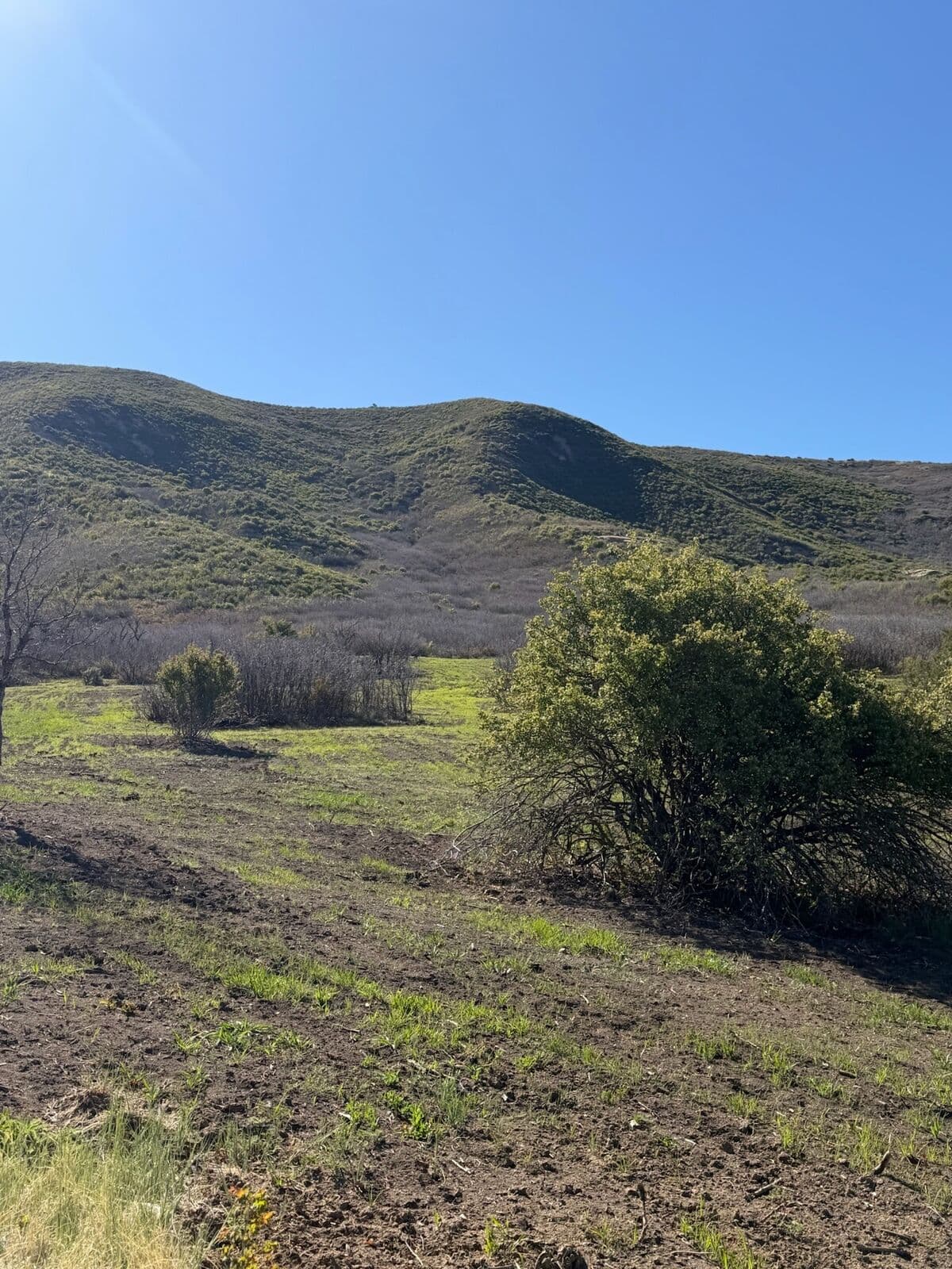 Hillside brush clearing and pasture restoration in Southwest Colorado