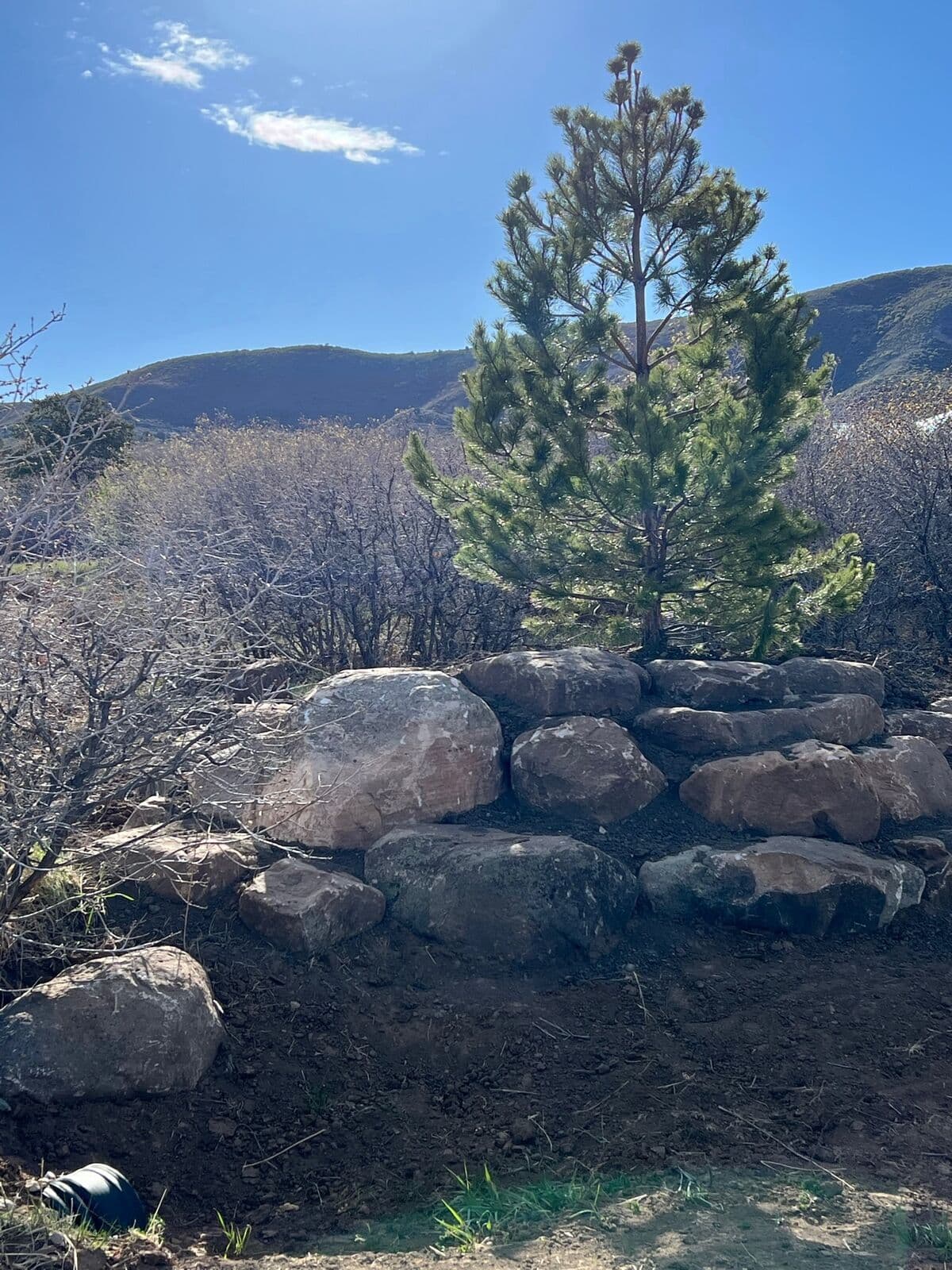 Natural landscape boulder placement with pine on a Durango, Colorado property