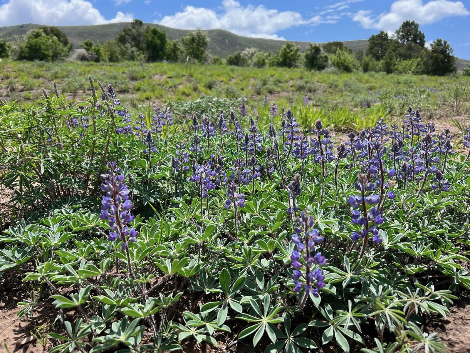 Lupine wildflowers blooming in a restored mountain meadow near Durango, Colorado