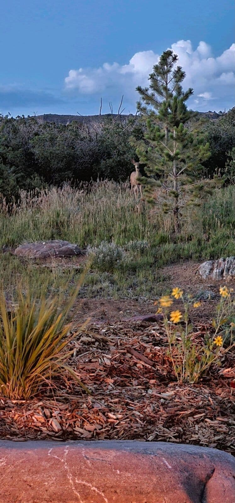 Native landscape planting with boulder accents and mulch in Durango, Colorado