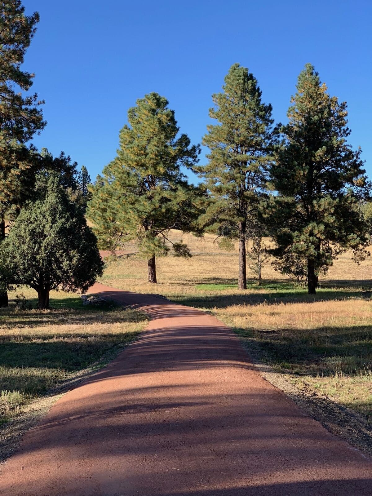 Red gravel driveway winding between pine trees in Southwest Colorado
