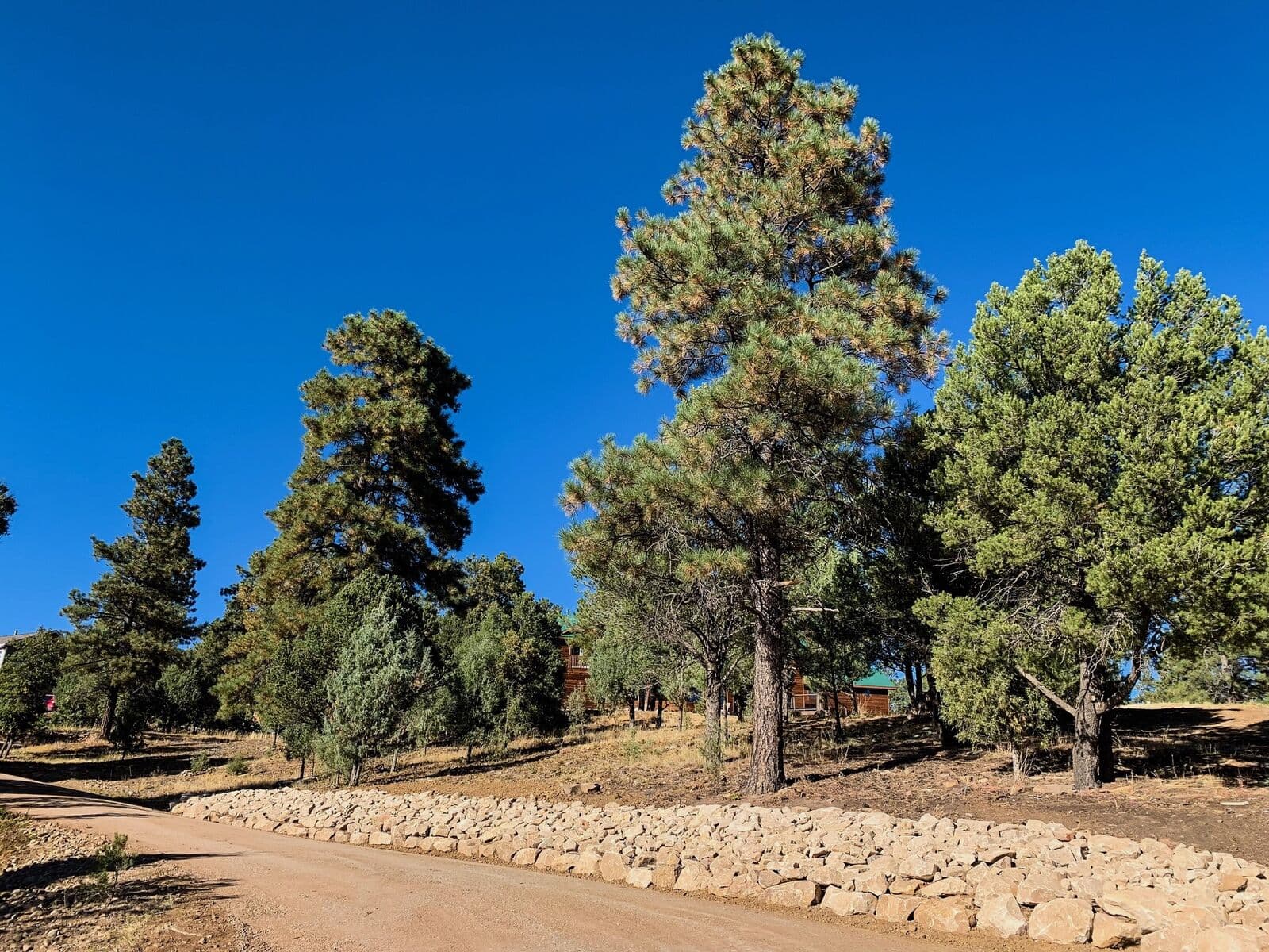 Rock border landscaping under ponderosa pines against a blue Colorado sky