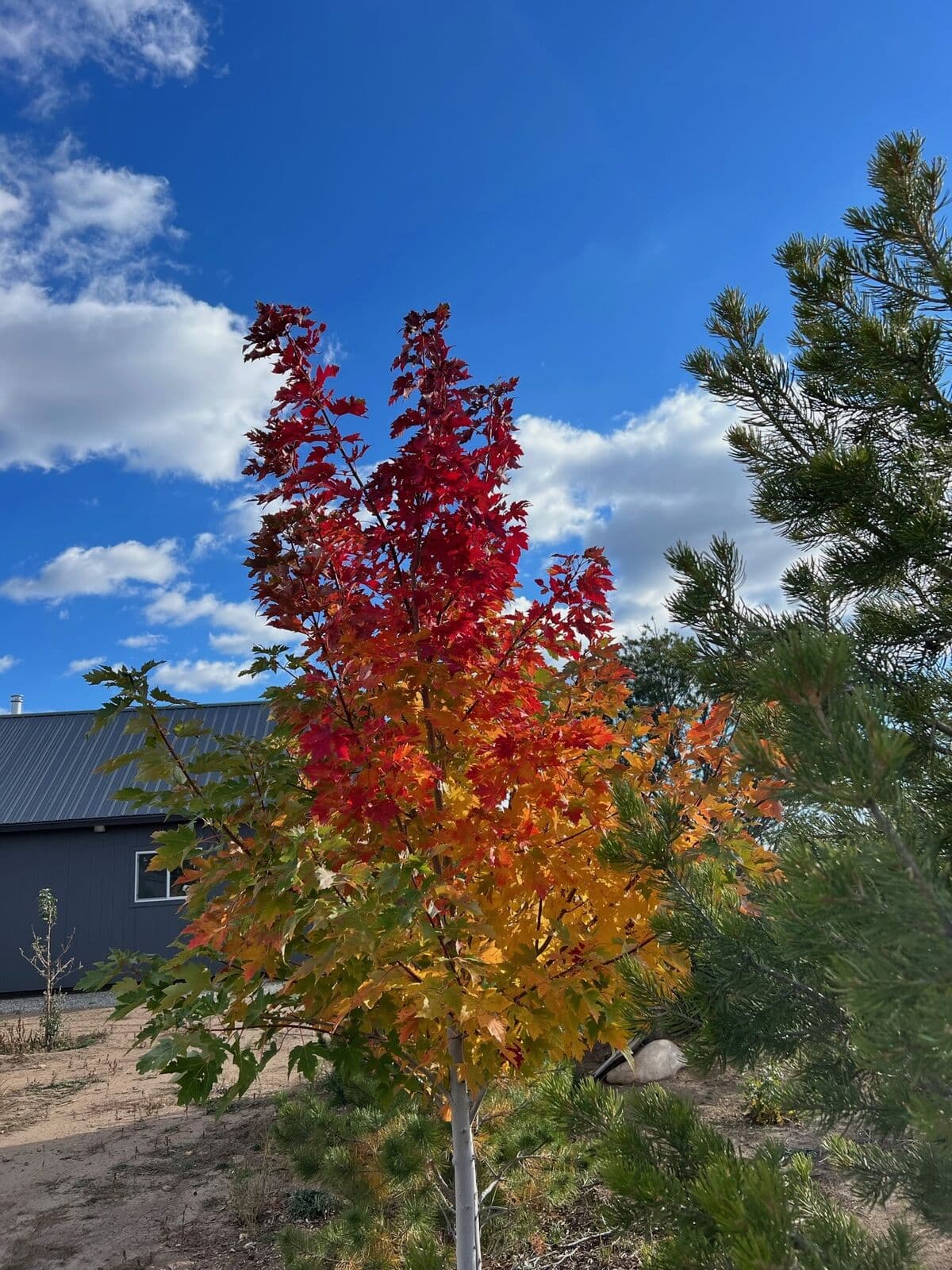 Maple tree planting showing brilliant fall color on a Durango, Colorado property