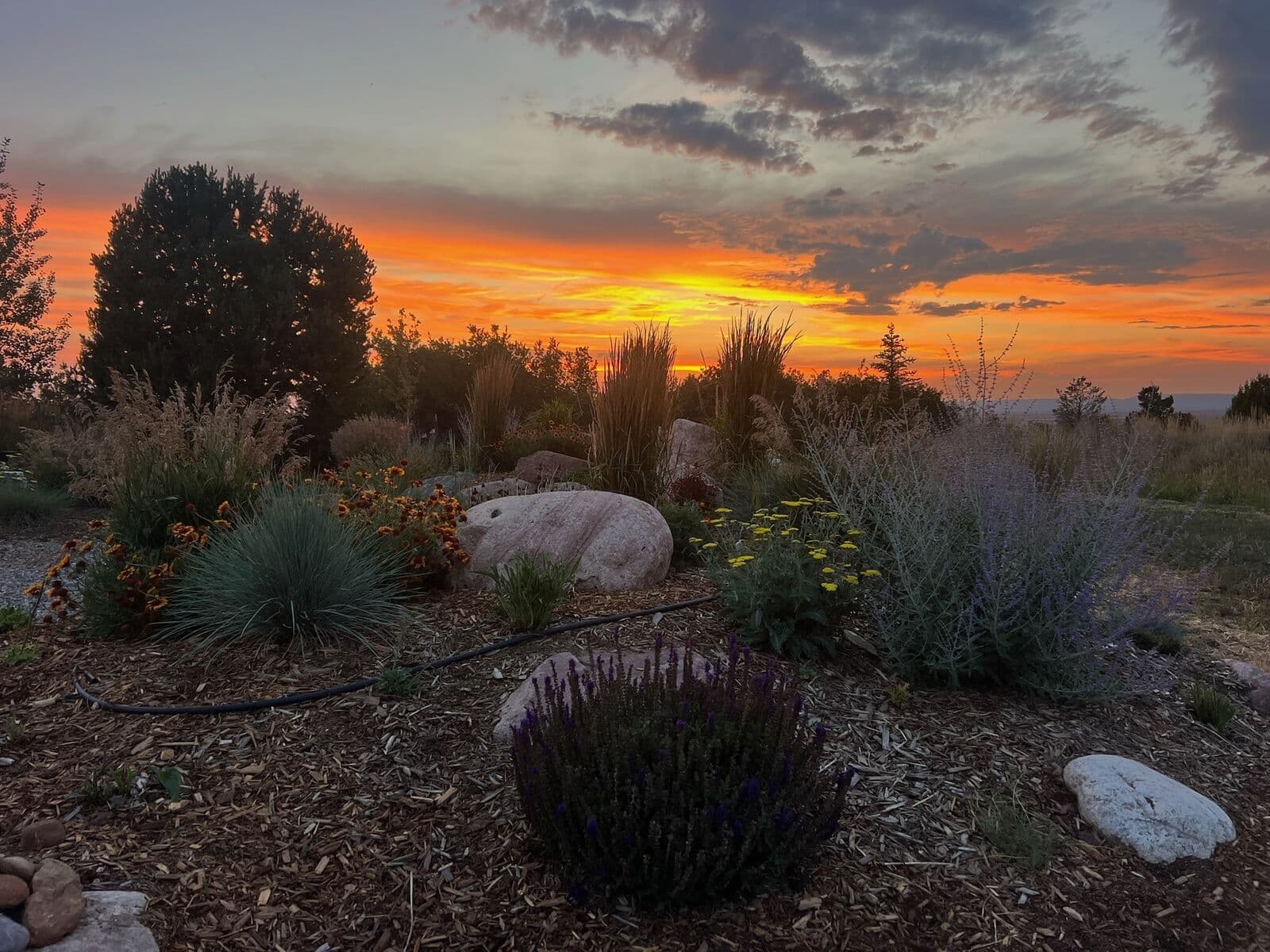 Xeriscape garden with native plantings and boulders at sunset in Southwest Colorado by LandEx Earthworks